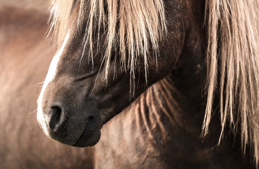  lavande anti inflammatoire cheval